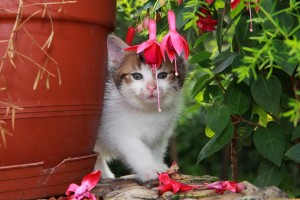 Den Garten katzensicher einrichten › TierklinikenNet