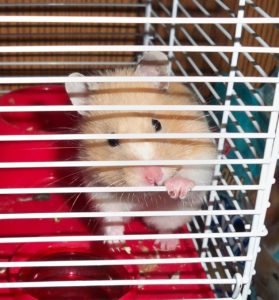 Hamster hält Käfiggitter